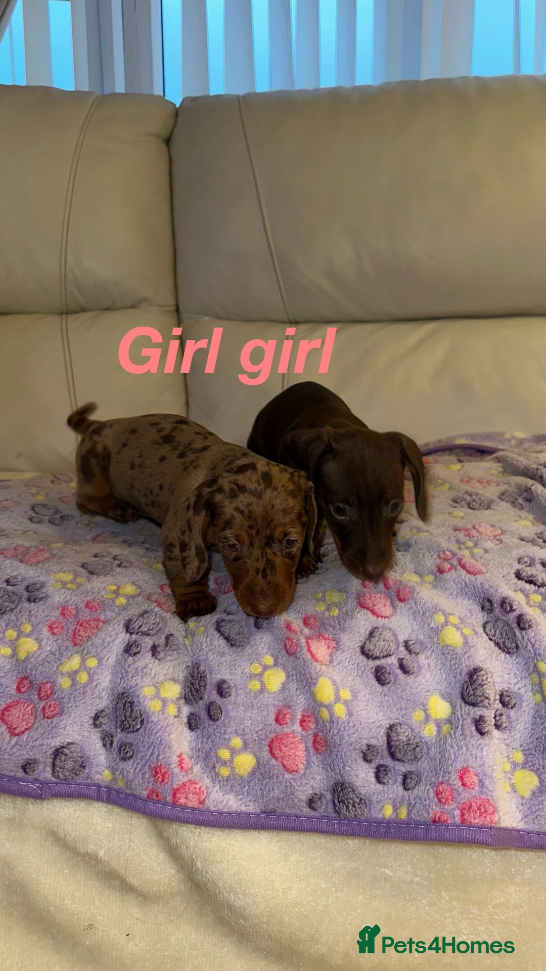 Dachshund dogs for sale: Dachshund puppies  - Image 2