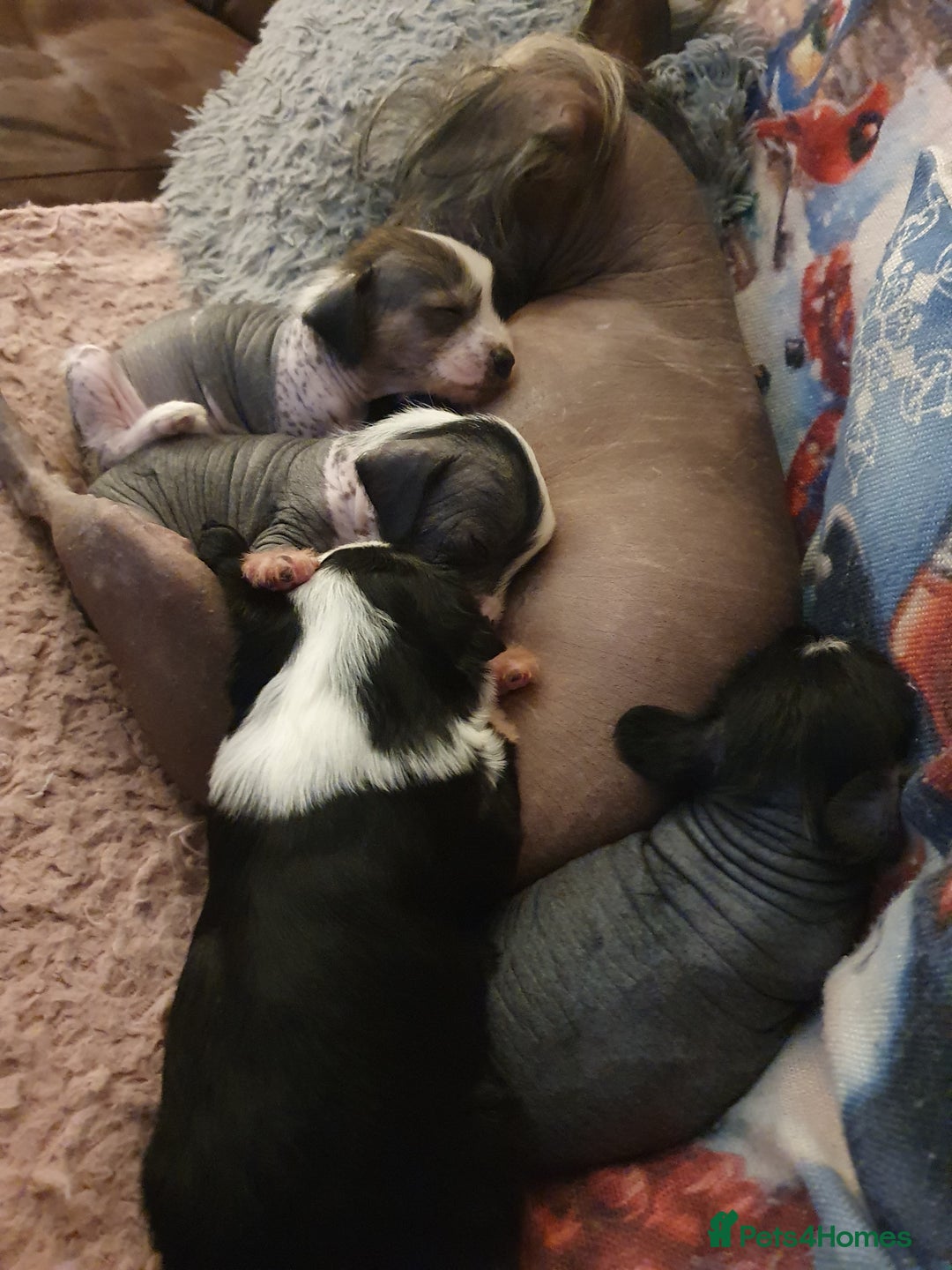 Chinese Crested dogs for stud: Mr stanley STUD ONLY KC REGISTERED  in Swindon - Image 18