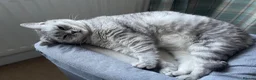 British Shorthair cats for sale: Loving home for GCCF reg BSH neuter girl  - Advert 1