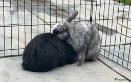Mini Lop rabbits for sale: 2 rabbits for sale - Image 6