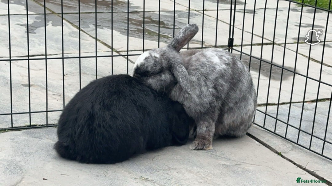 Mini Lop rabbits for sale: 2 rabbits for sale - Image 6