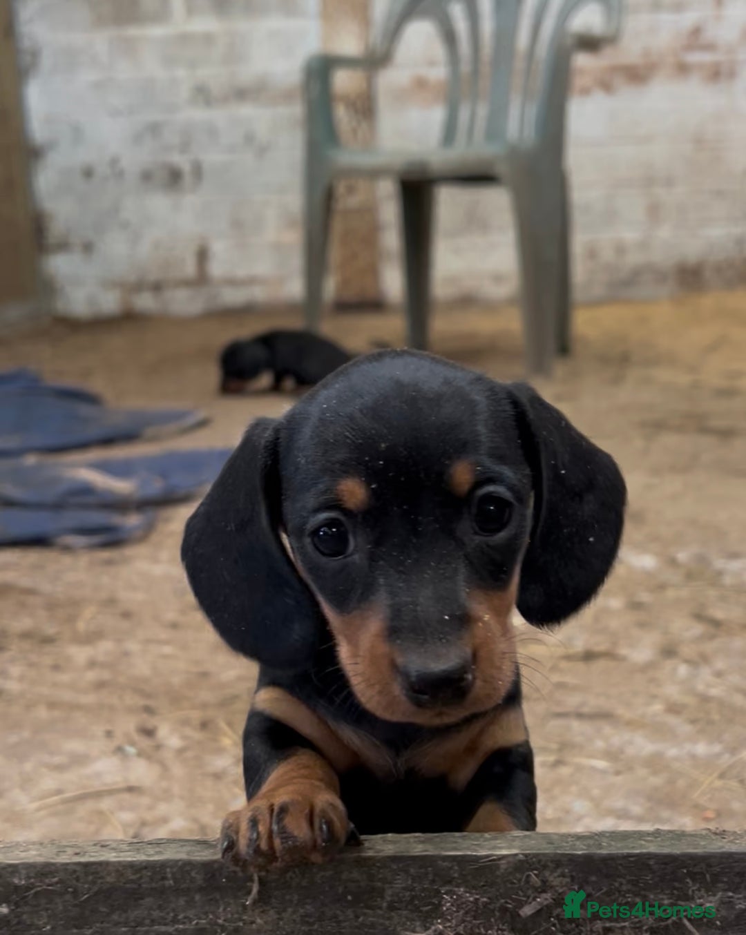Dachshund dogs for sale: Miniature dachshund puppies - Image 8