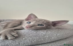 Oriental cats for sale: Oriental and Siamese Gccf registered kittens. - Image 23