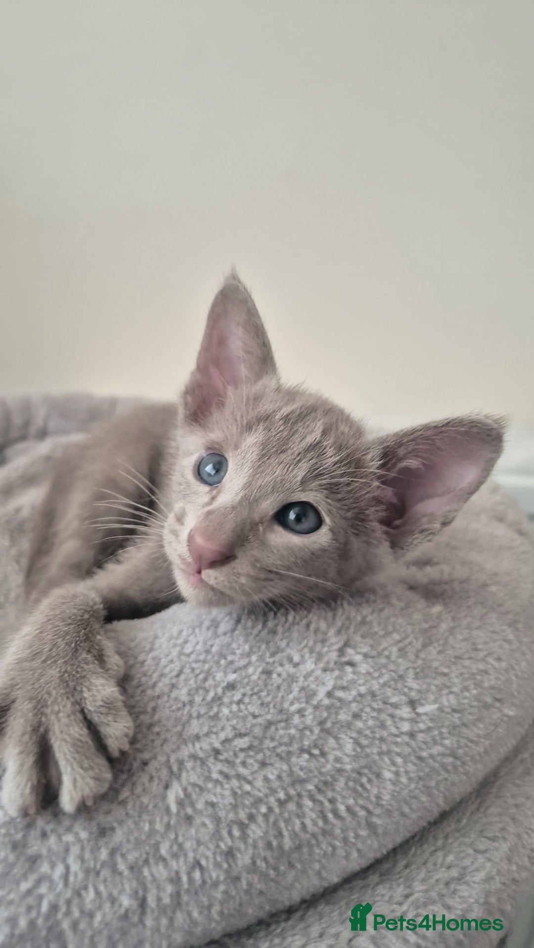 Oriental cats for sale: Oriental and Siamese Gccf registered kittens. - Image 23