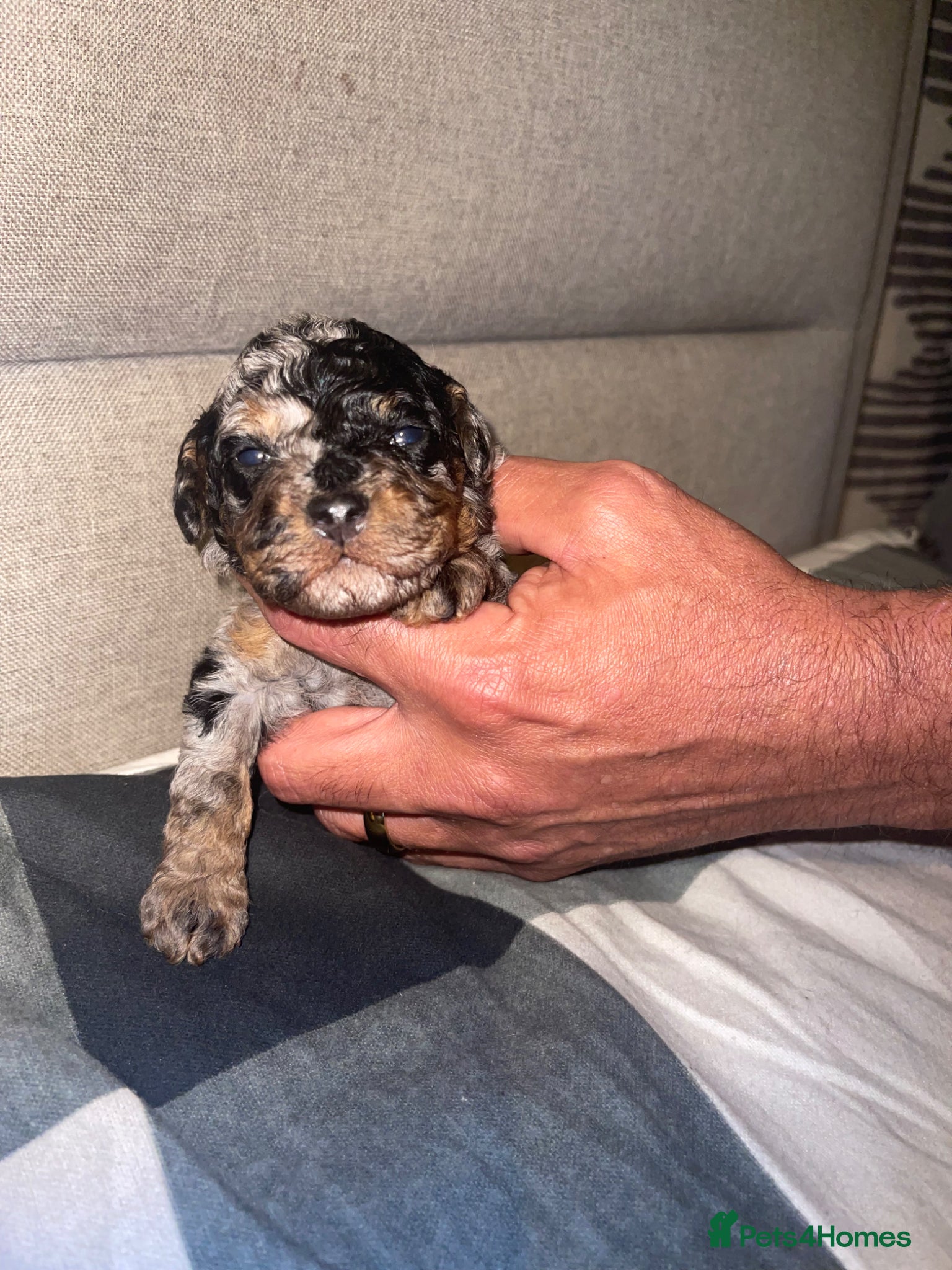 Cockapoo dogs Cockapoo puppies  - Advert 1