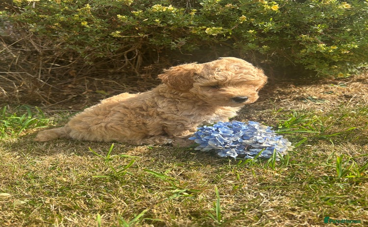 Poochon dogs - Advert 4