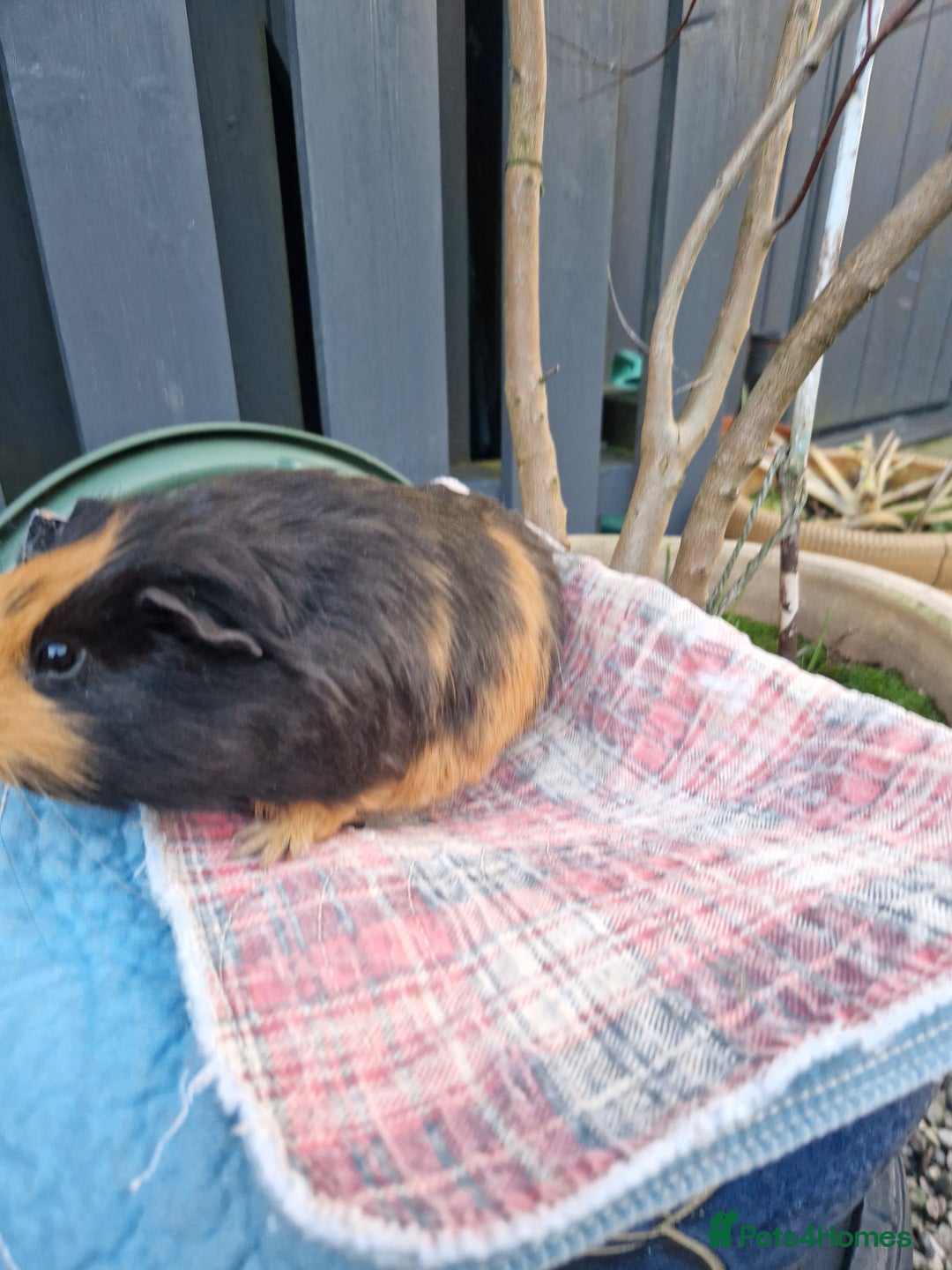 Guinea Pig rodents for sale: Beautful female guineapig  - Advert 8