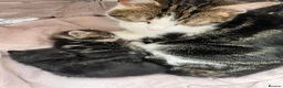 Domestic Shorthair cats for sale: Two female domestic shorthair female kitties in Birmingham - Advert 2