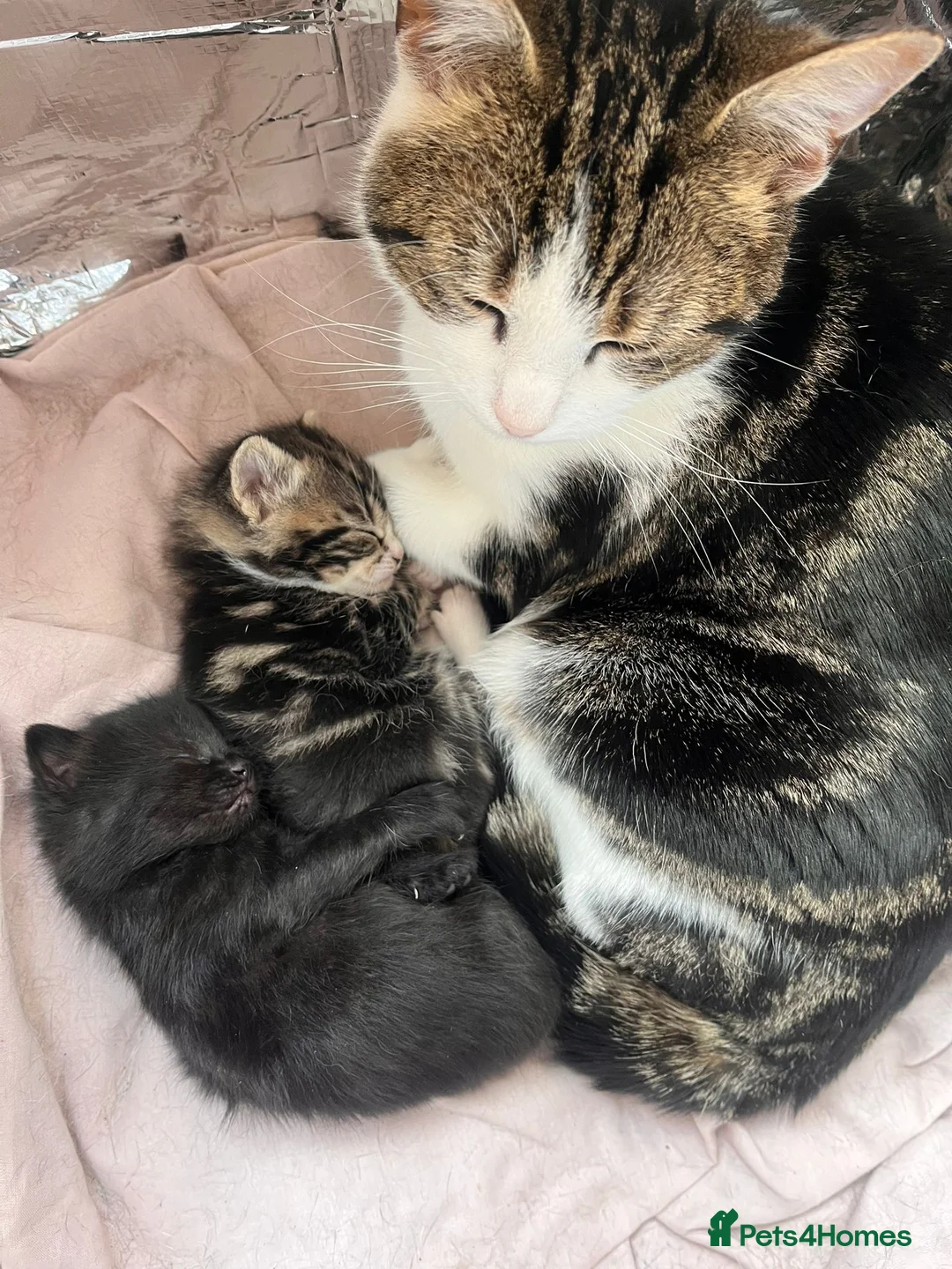Domestic Shorthair cats for sale: Two female domestic shorthair female kitties in Birmingham - Advert 2
