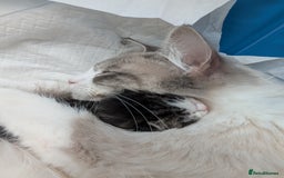 Ragdoll cats for sale: Ragdoll Cross kittens in Ilminster - Image 13