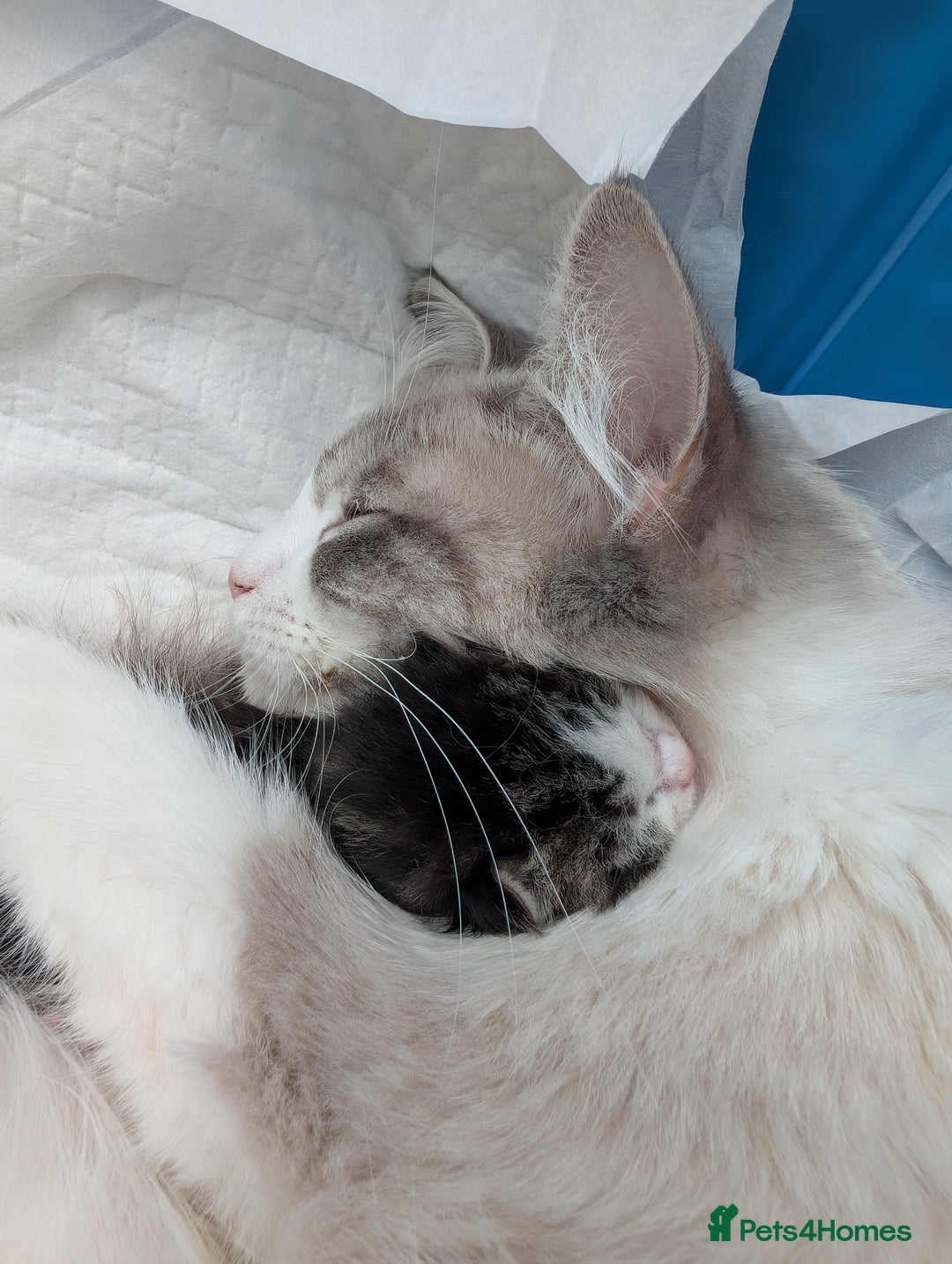 Ragdoll cats for sale: Ragdoll Cross kittens in Ilminster - Image 13
