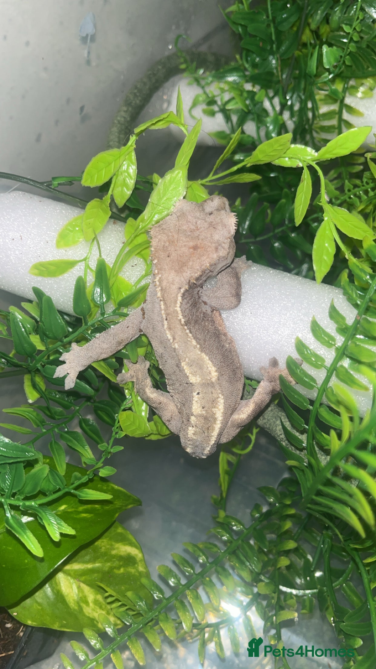 Gecko reptiles Crested gecko - Advert 21