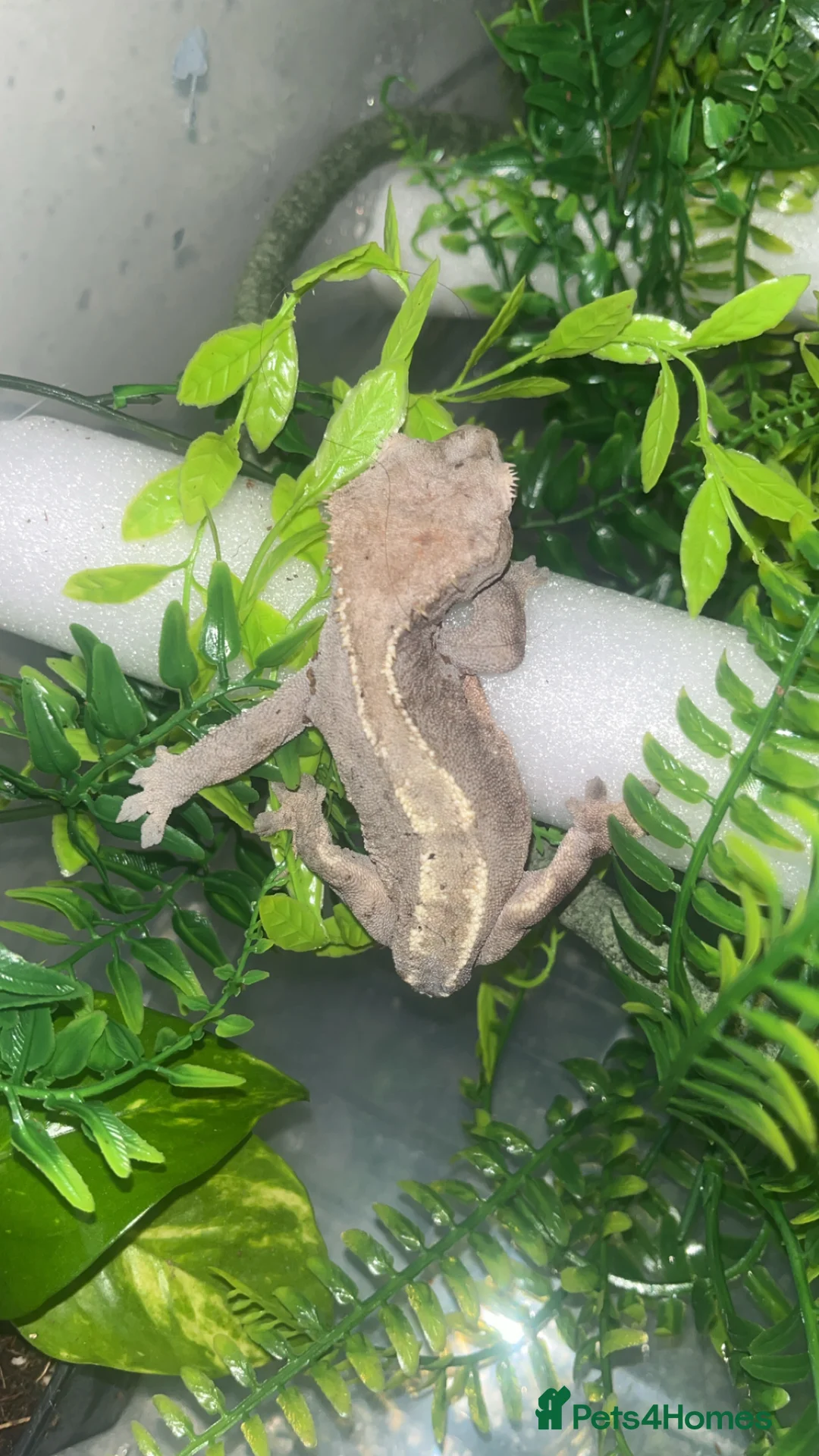 Gecko reptiles for sale: Crested gecko - Advert 1