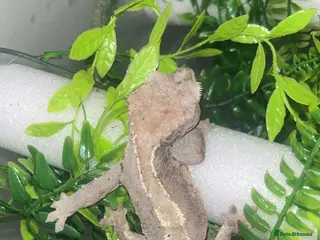 Gecko reptiles Crested gecko - Advert 21
