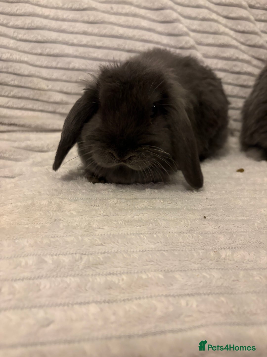 Mini Lop rabbits for sale: Lovely little mini lop baby bunny rabbits - Advert 15