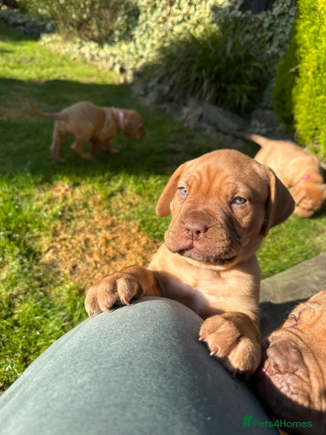 Dogue De Bordeaux dogs for sale: CHAMPION BLOODLINE chunky Dogue de Bordeaux Pup - Advert 19