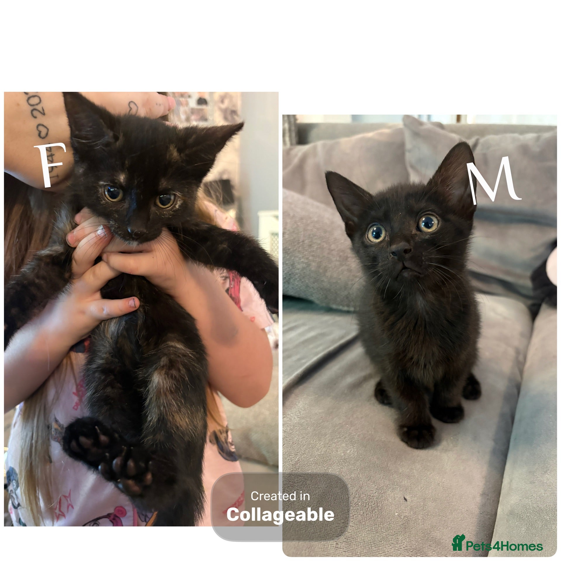 Mixed Breed cats 2 kittens female and male - Advert 1