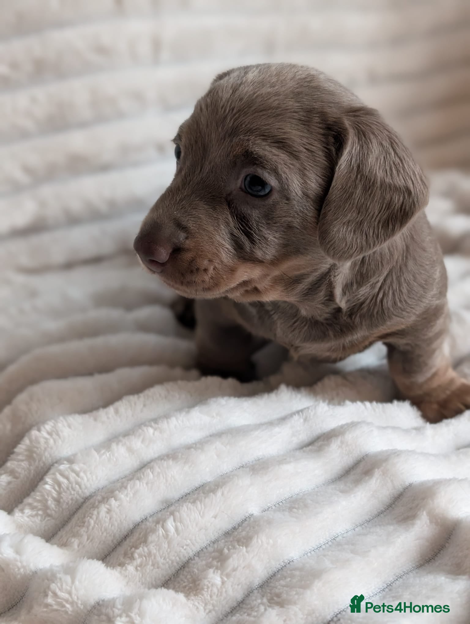 Miniature Dachshund dogs 1 x boy 1 x girl miniature sausages - Advert 1