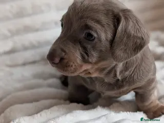 Miniature Dachshund dogs 1 x boy 1 x girl miniature sausages - Advert 1