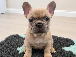 French Bulldog dogs Outstanding French Bulldog Puppies - Advert 1