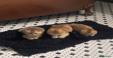Scottish Fold cats - Advert 8