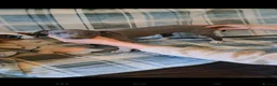 Italian Greyhound dogs for sale: KC registered Italian greyhound puppies 1 boy left - Advert 13