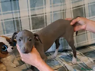 Italian Greyhound dogs KC registered Italian greyhound puppies 3 boys - Advert 5