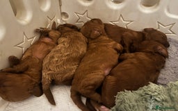 Cavapoo dogs for sale: Cavapoo F1b puppies-5* licensed - Image 7