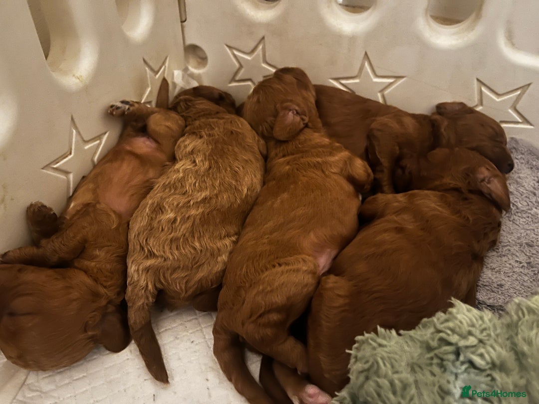 Cavapoo dogs for sale: Cavapoo F1b puppies-5* licensed - Image 7