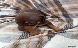 Miniature Dachshund dogs for sale: 5⭐️BREEDERS🏆KCREG🌸6GIRL💙1BOY🩺HEALTH TESTED🧬 - Image 32
