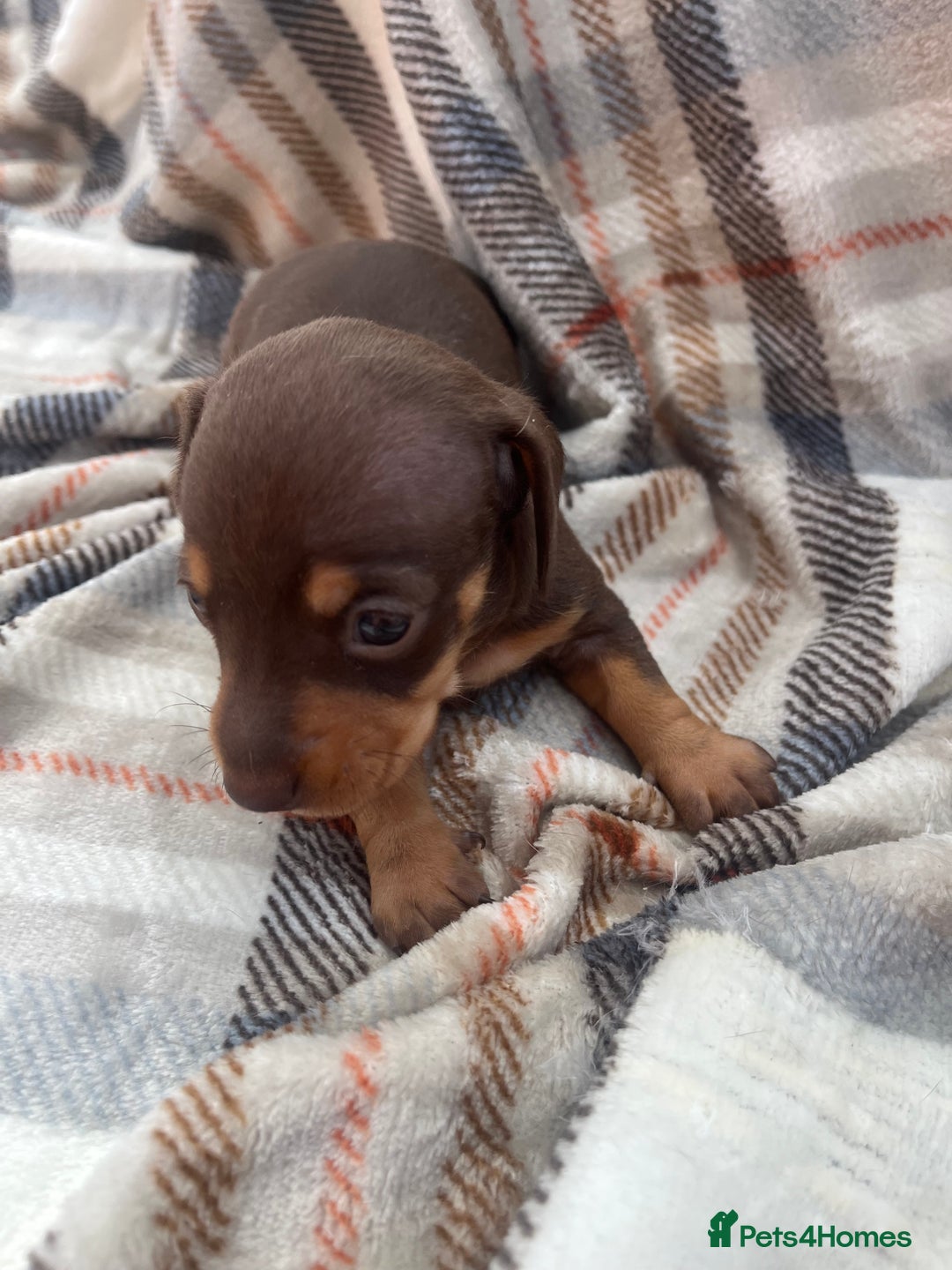 Miniature Dachshund dogs for sale: 5⭐️BREEDERS🏆KCREG🌸6GIRL💙1BOY🩺HEALTH TESTED🧬 - Image 32