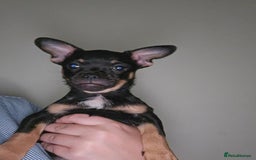 Mixed Breed dogs for sale: Chihuahua Cross For Sale  - Image 11