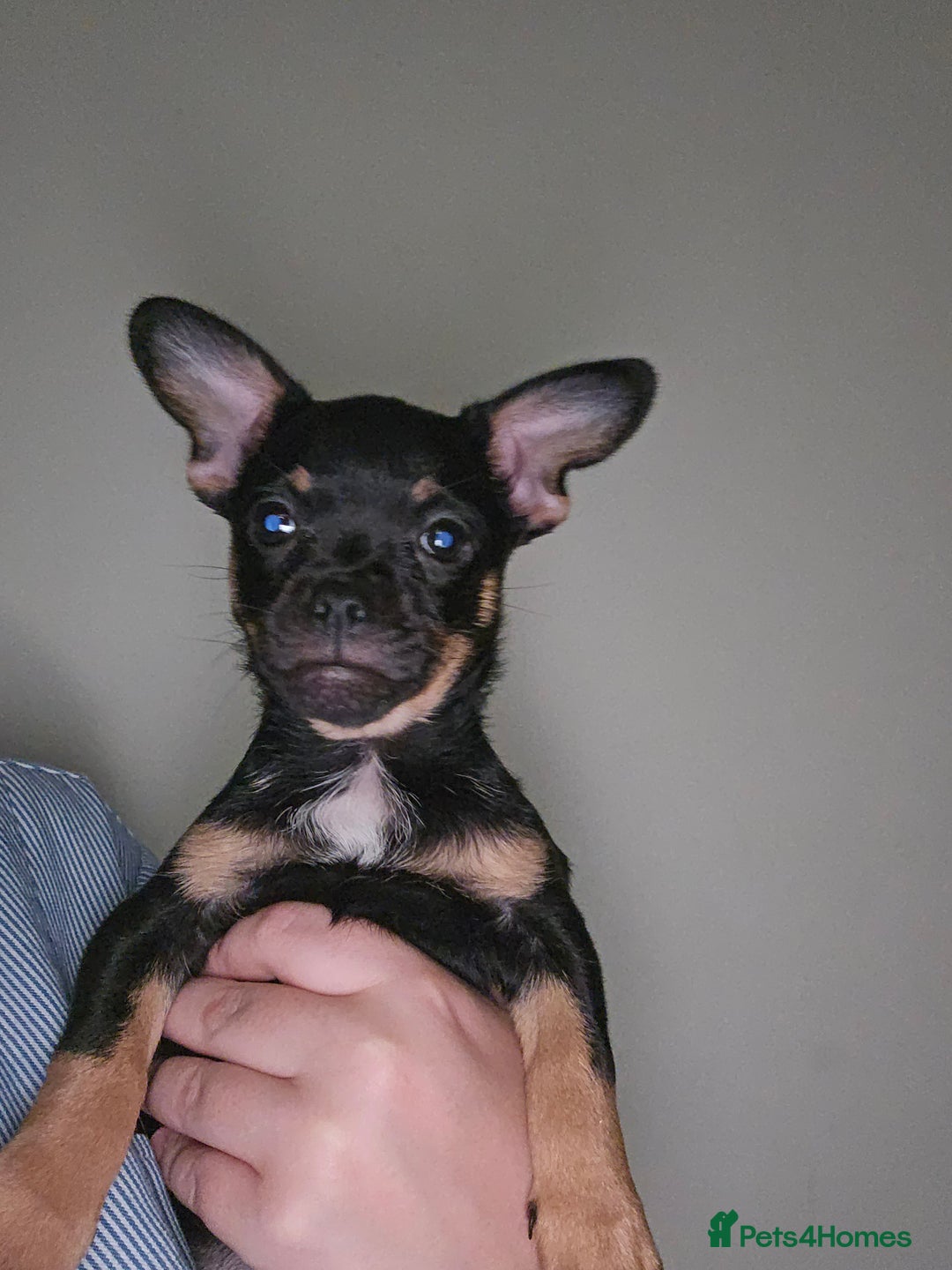 Mixed Breed dogs for sale: Chihuahua Cross For Sale  - Image 11
