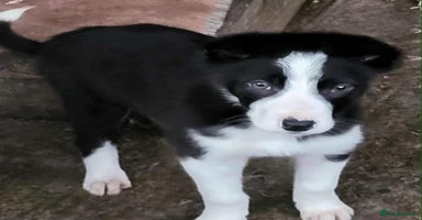 Mixed Breed dogs 2Males Beautiful puppies left out of 7 . - Advert 5