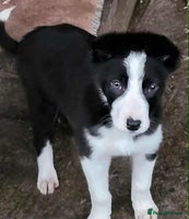 Mixed Breed dogs 2Males Beautiful puppies left out of 7 . - Advert 5