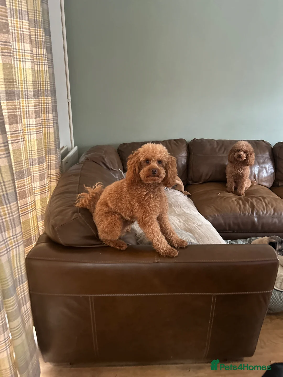 Poodle dogs for stud: Kc Fox red toy poodle for stud  - Advert 2