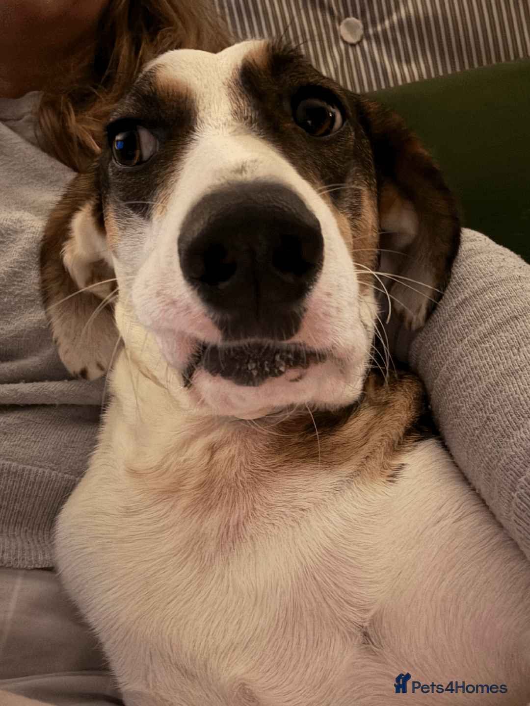 Mixed Breed dogs for sale: Sweet boy Hudson looking for his family  - Advert 7