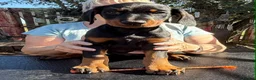 Dobermann dogs for sale: Stunning KC reg Doberman puppies  - Advert 10