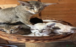 Siamese cats for sale: Siamese and orientals - Image 14