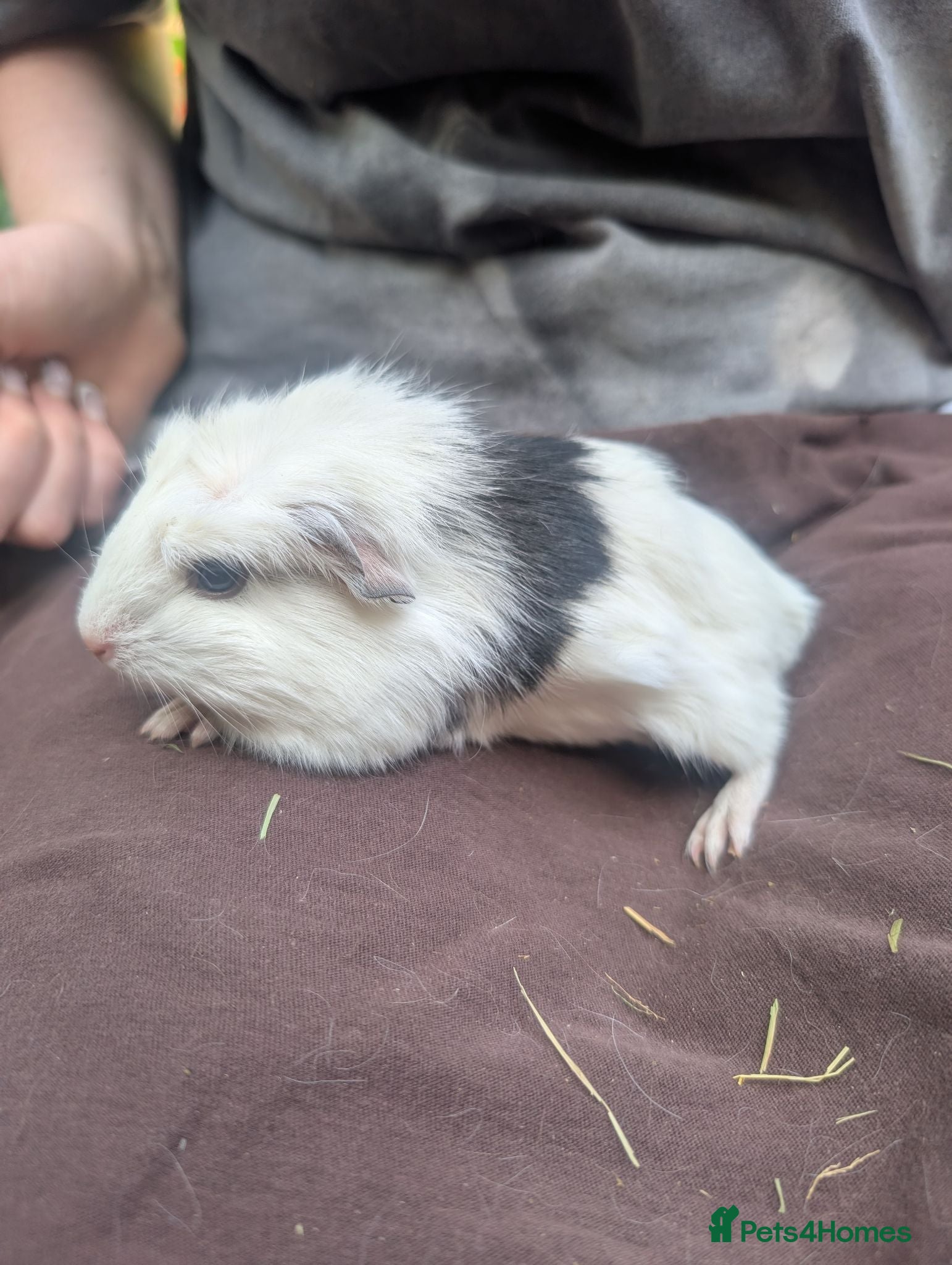 Guinea Pig rodents Guinea pig boys  - Advert 12