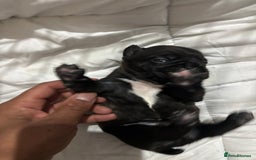 French Bulldog dogs for sale: Black Brindle Frenchie  - Advert 14