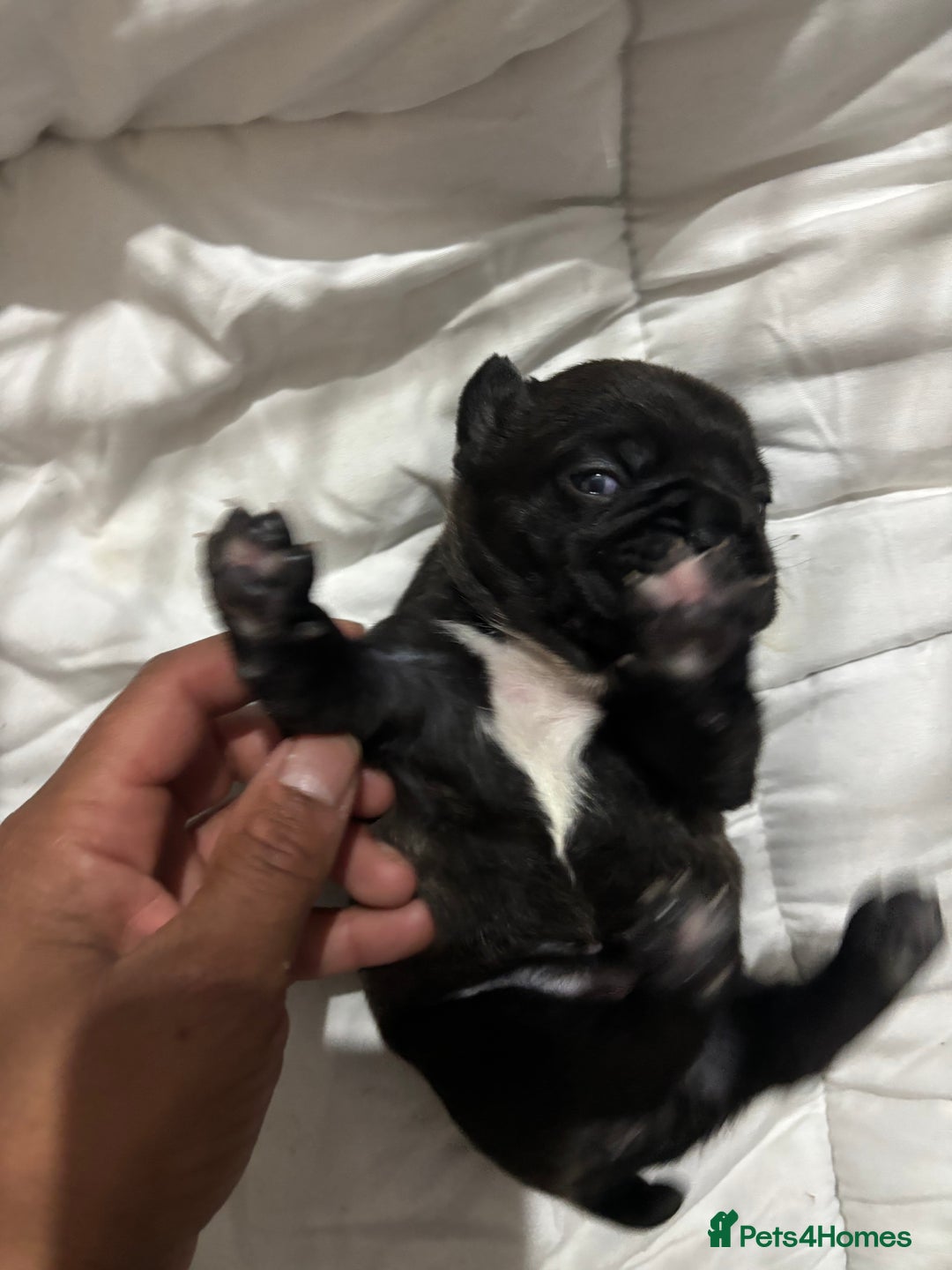 French Bulldog dogs for sale: Black Brindle Frenchie  - Advert 14