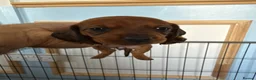 Dachshund dogs for sale: Miniature Dachshund puppies in Merthyr Tydfil - Advert 6
