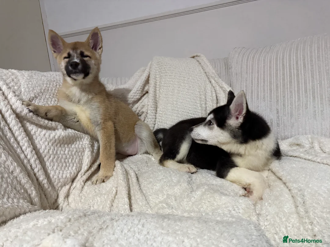 Huskita dogs for sale: FULLY VACCINATED Huskita Puppies 🤍 LAST 2 - Advert 11