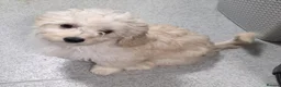 Cavapoo dogs for sale: Cavapoo puppies avaliable now - Advert 3