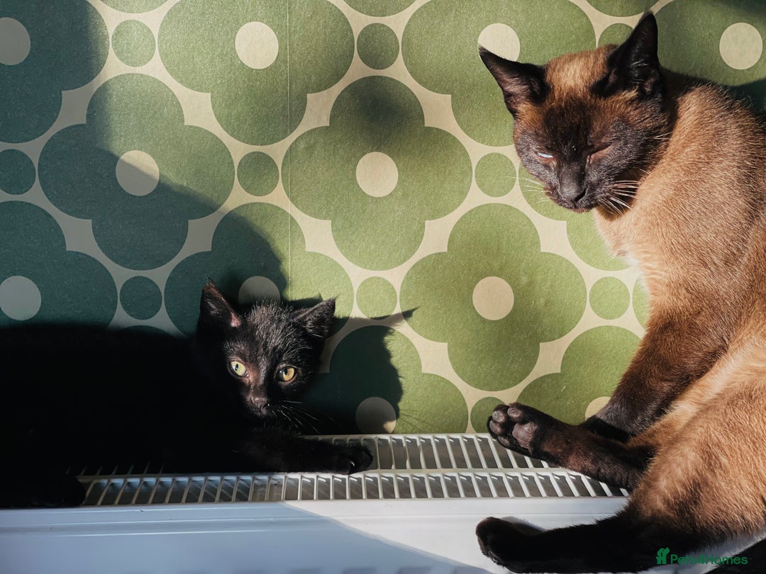 Mixed Breed cats for sale: Very happy black male kitten - Advert 1