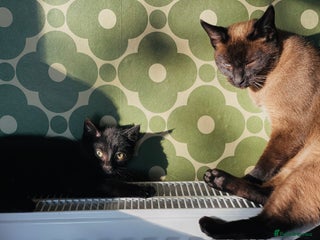 Mixed Breed cats Very happy black male kitten - Advert 1