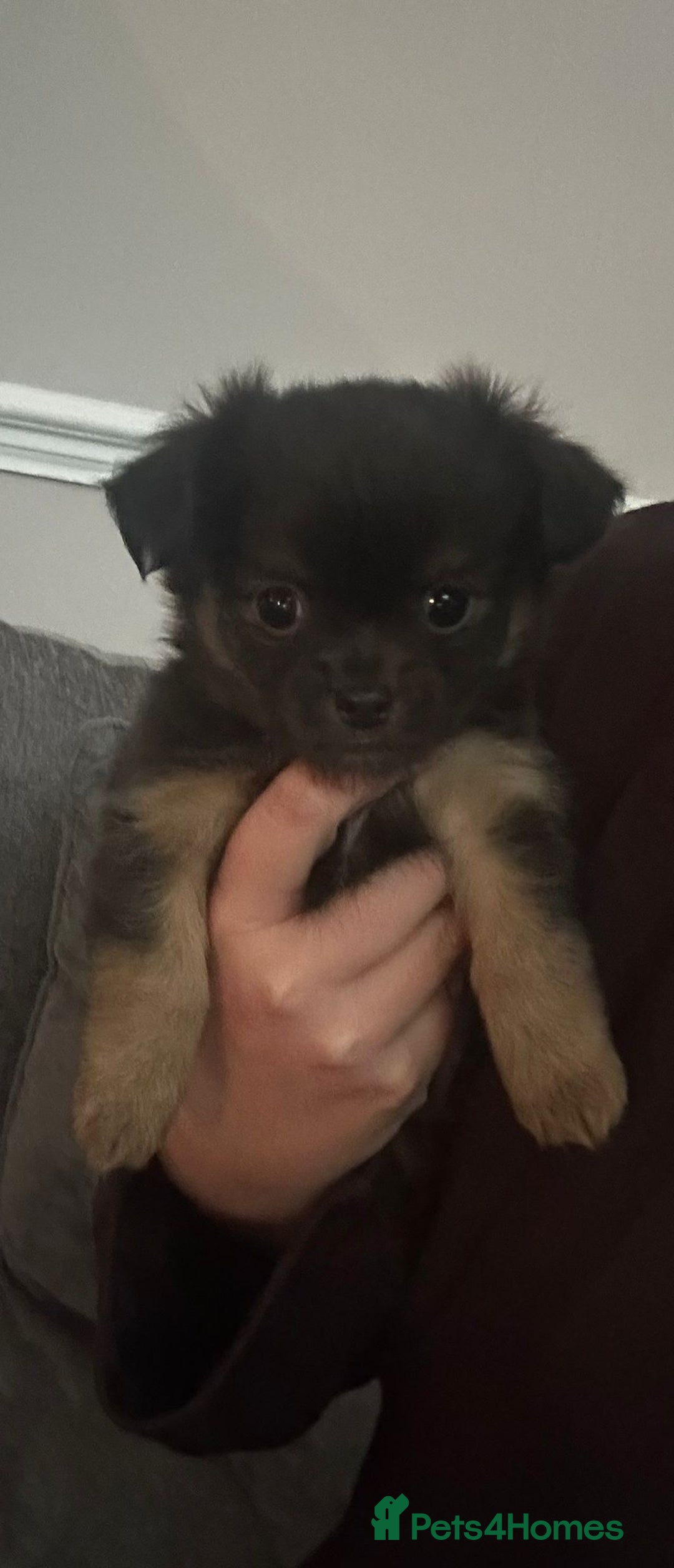 Chihuahua dogs for sale: Male and female Black and Tan Chihuahua puppies  - Advert 3