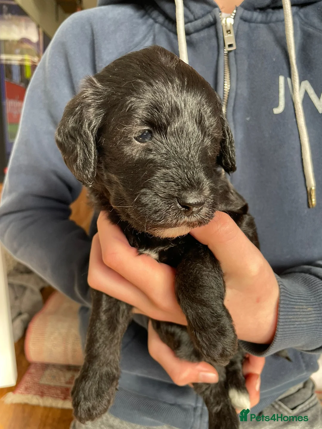 Mixed Breed dogs for sale: A litter of 3 stunning puppies.  Mum is Cockapoo. in Brighton - Advert 18