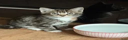 British Shorthair cats for sale: Three Playful Kittens  - Advert 5